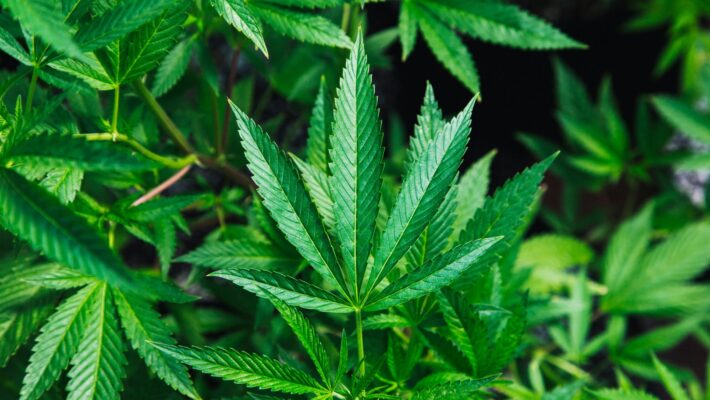 Secondo una nuova ricerca la cannabis sembra migliorare la funzione orgasmica nelle donne